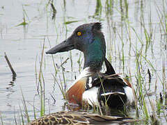 Northern Shoveler