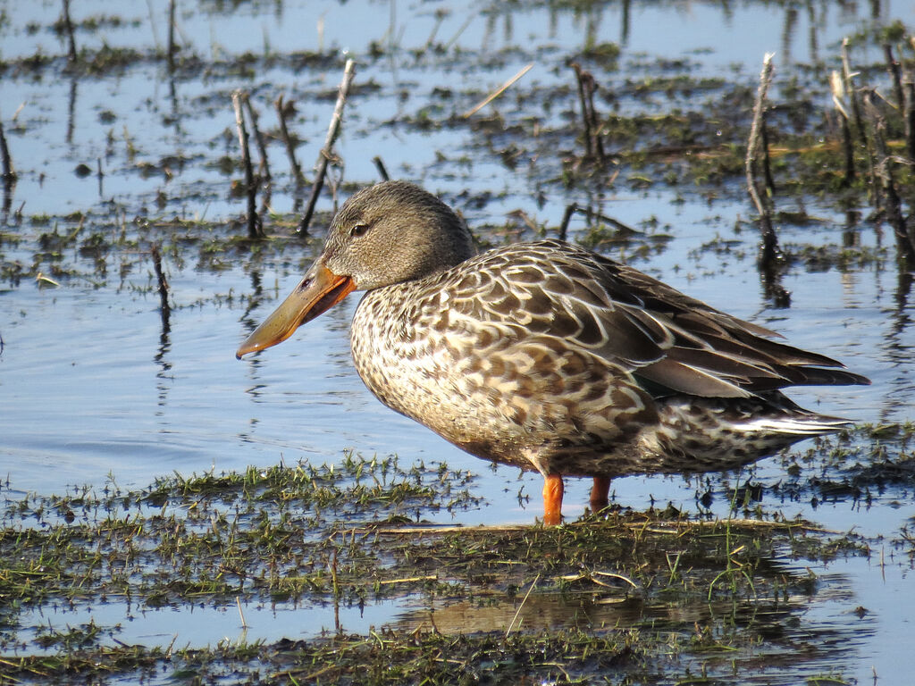 Canard souchet femelle