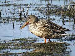 Canard souchet