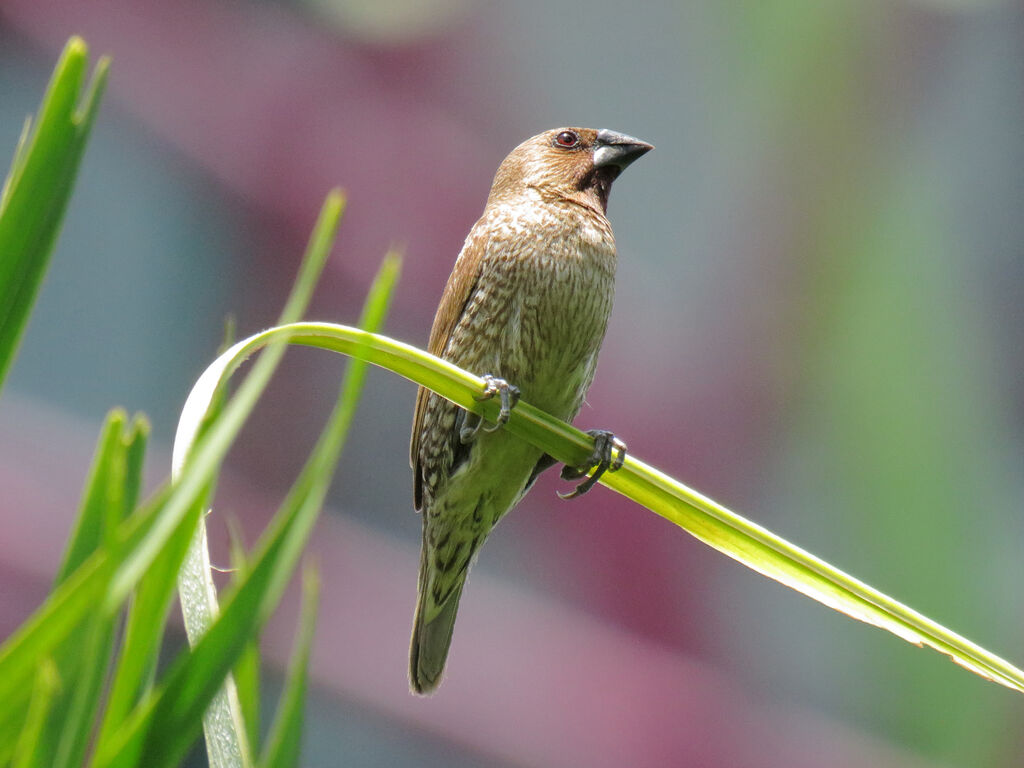 Scaly-breasted Munia