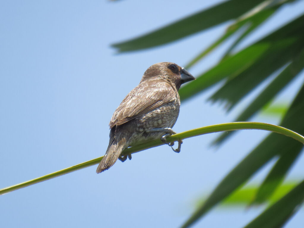 Scaly-breasted Munia