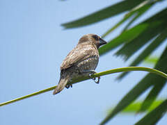 Scaly-breasted Munia