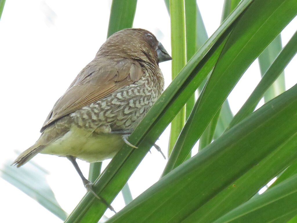 Scaly-breasted Munia