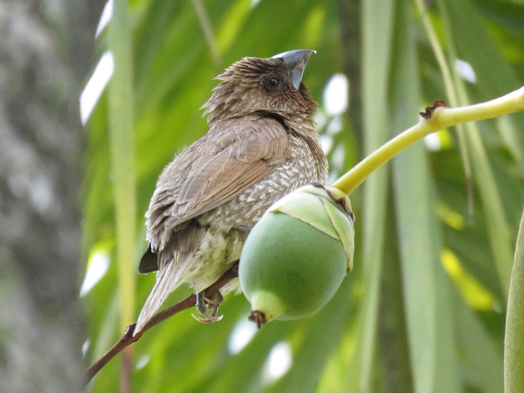 Scaly-breasted Munia