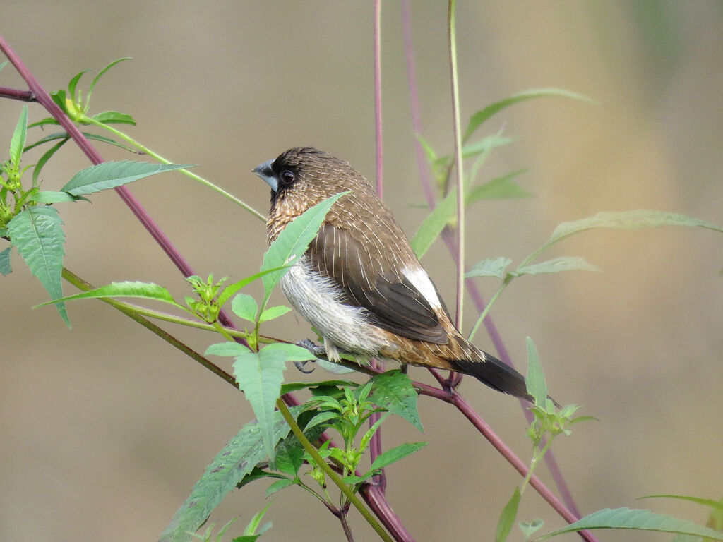 White-rumped Munia