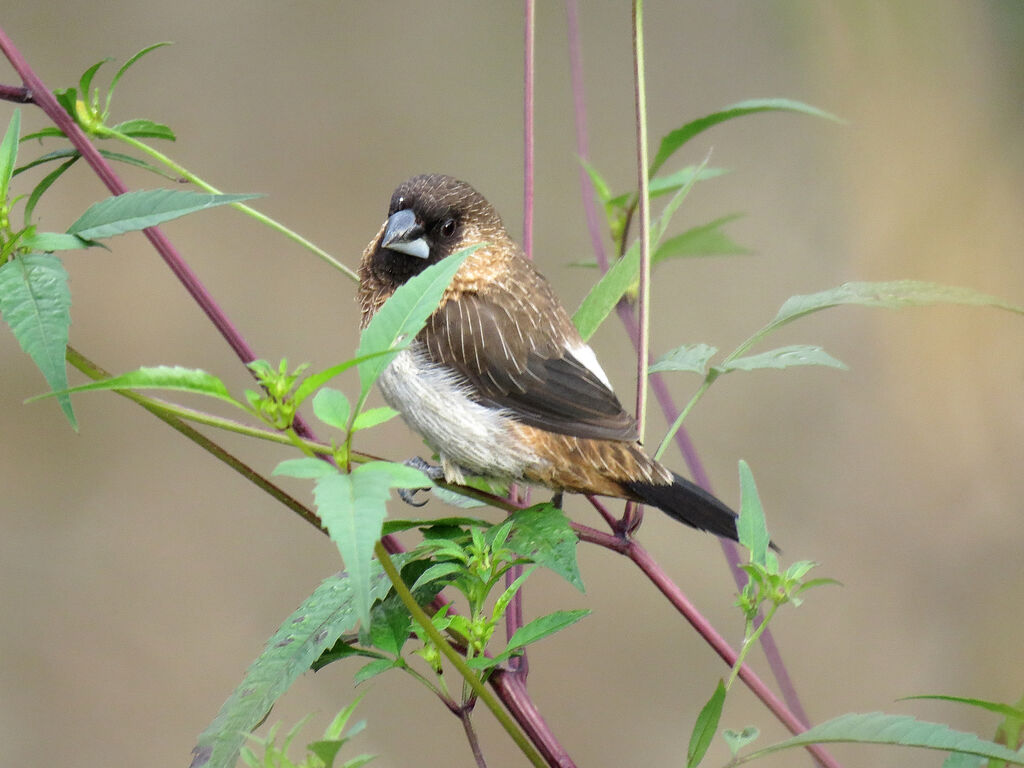 White-rumped Munia