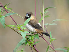 White-rumped Munia