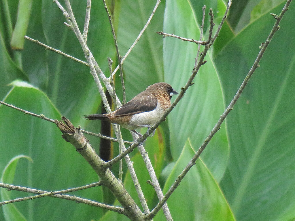 White-rumped Munia