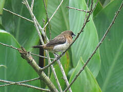 White-rumped Munia