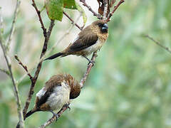 White-rumped Munia