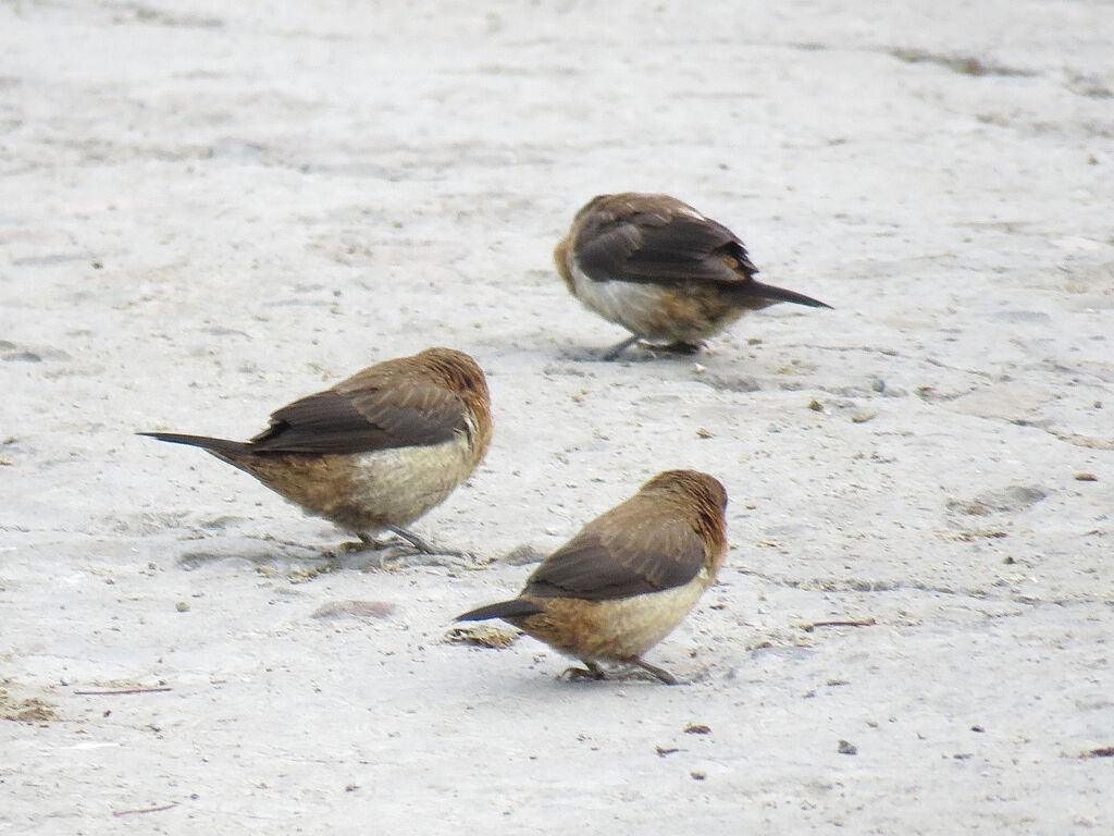 White-rumped Munia