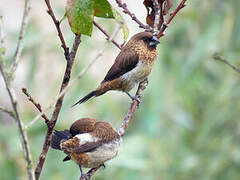 White-rumped Munia