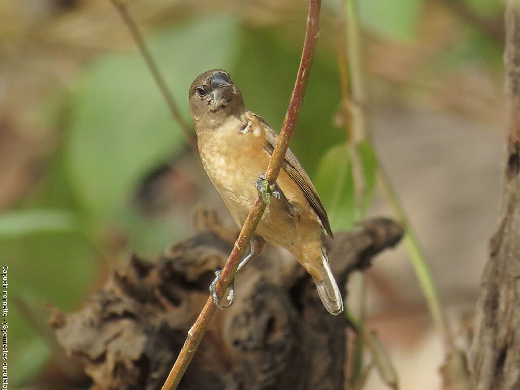 Bronze Mannikin female