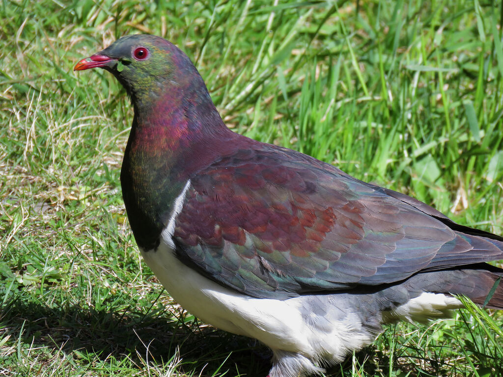 Carpophage de Nouvelle-Zélande