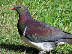 New Zealand Pigeon