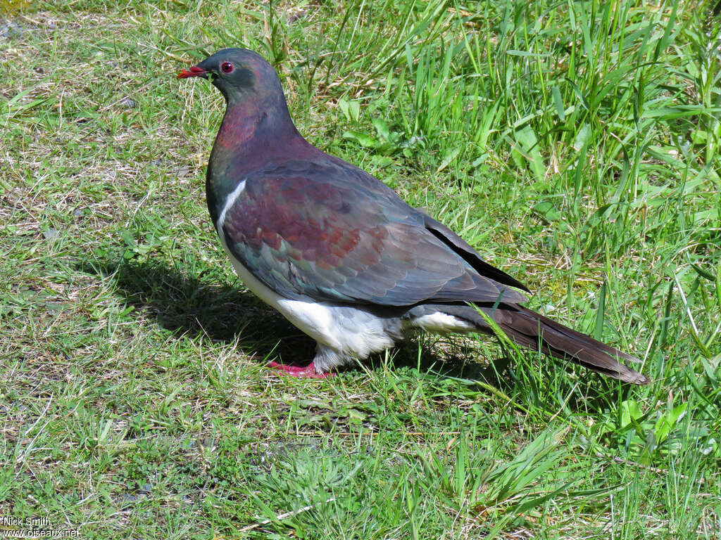 New Zealand Pigeon