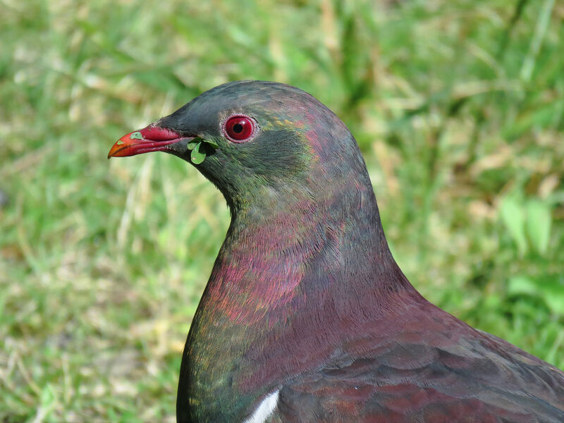 New Zealand Pigeon, close-up portrait