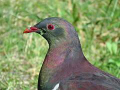 New Zealand Pigeon