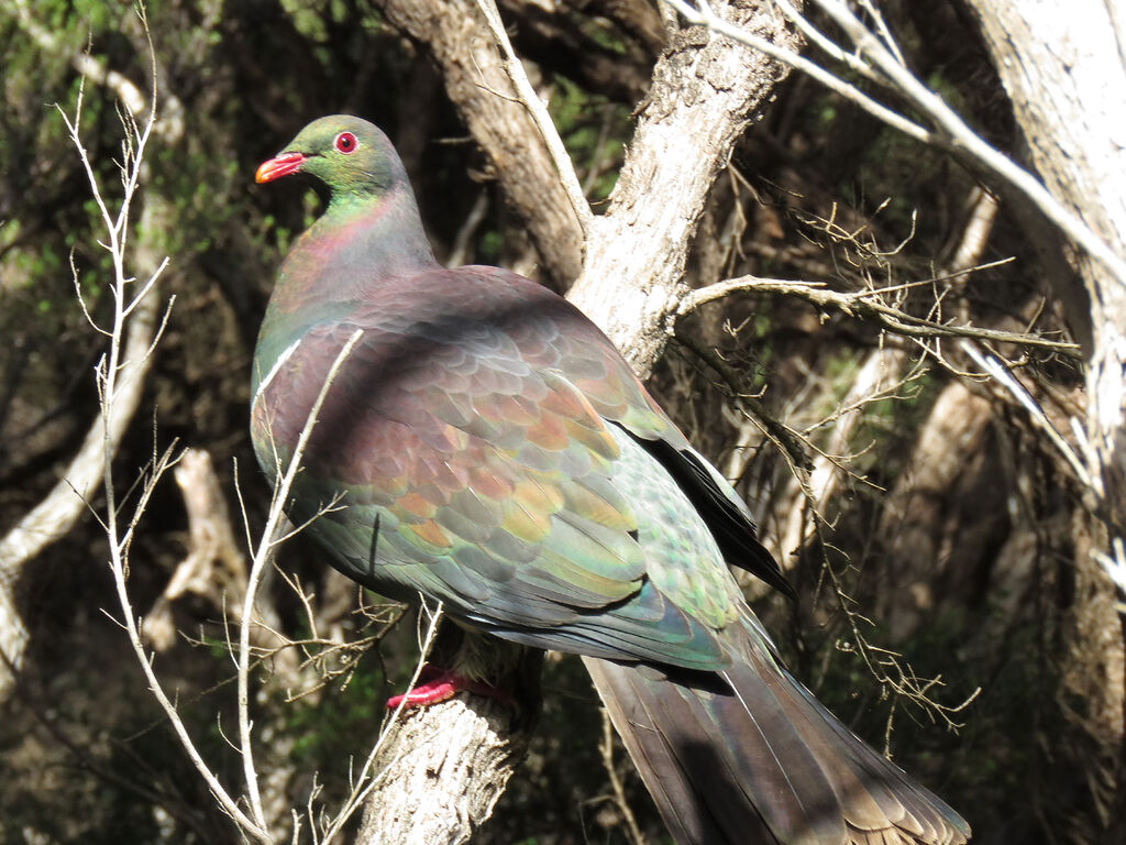 New Zealand Pigeon