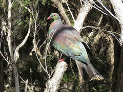 New Zealand Pigeon