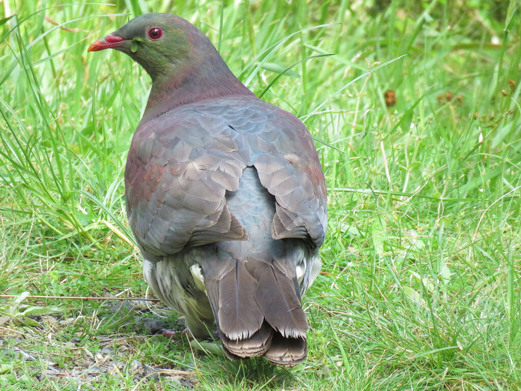 New Zealand Pigeon