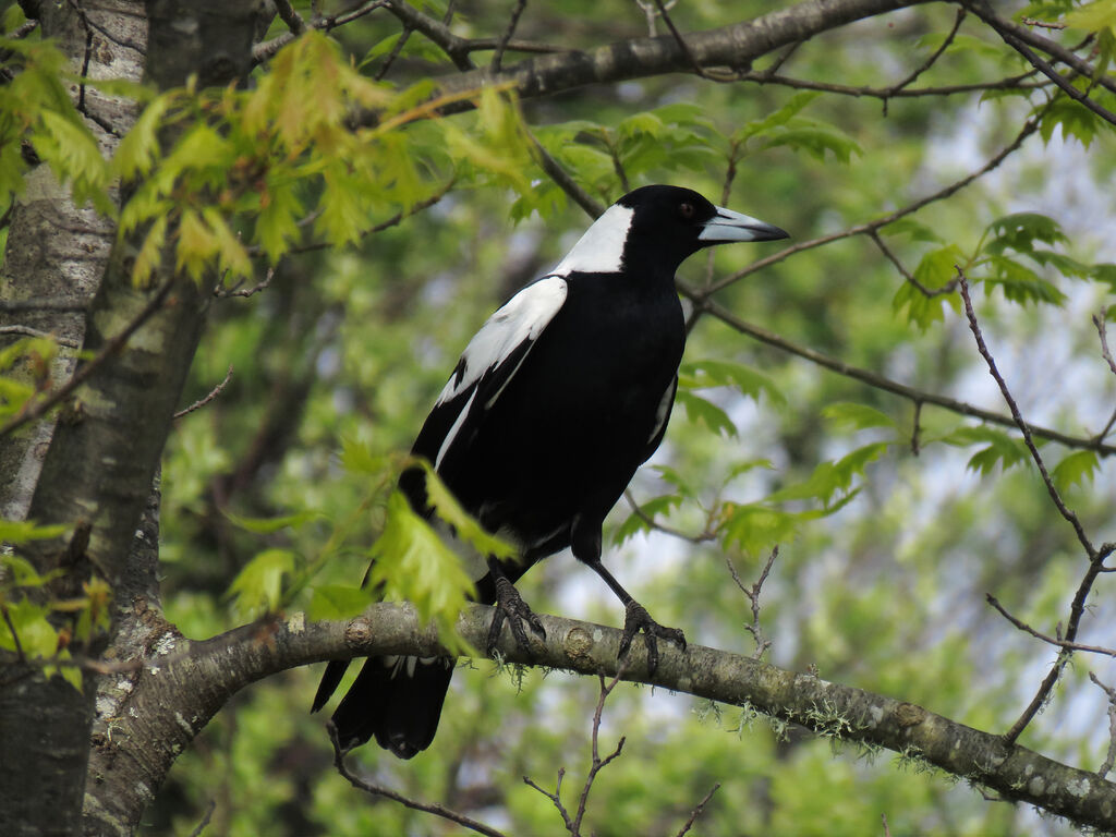 Australian Magpie