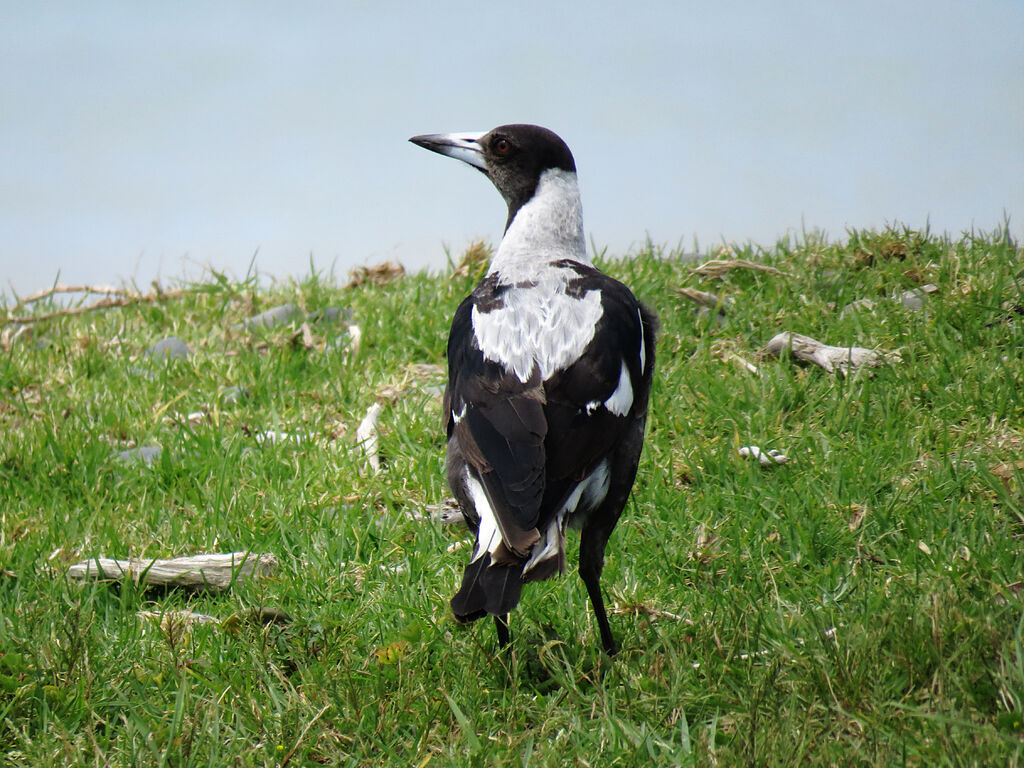 Australian Magpie