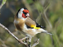 European Goldfinch