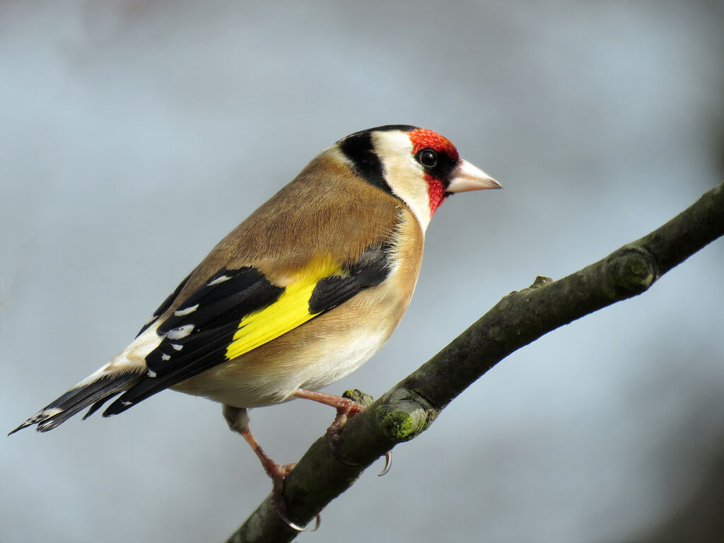 European Goldfinch