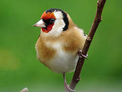 European Goldfinch