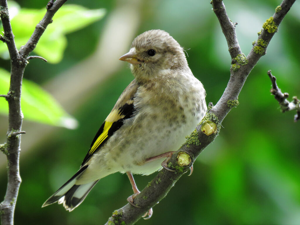 European Goldfinchjuvenile