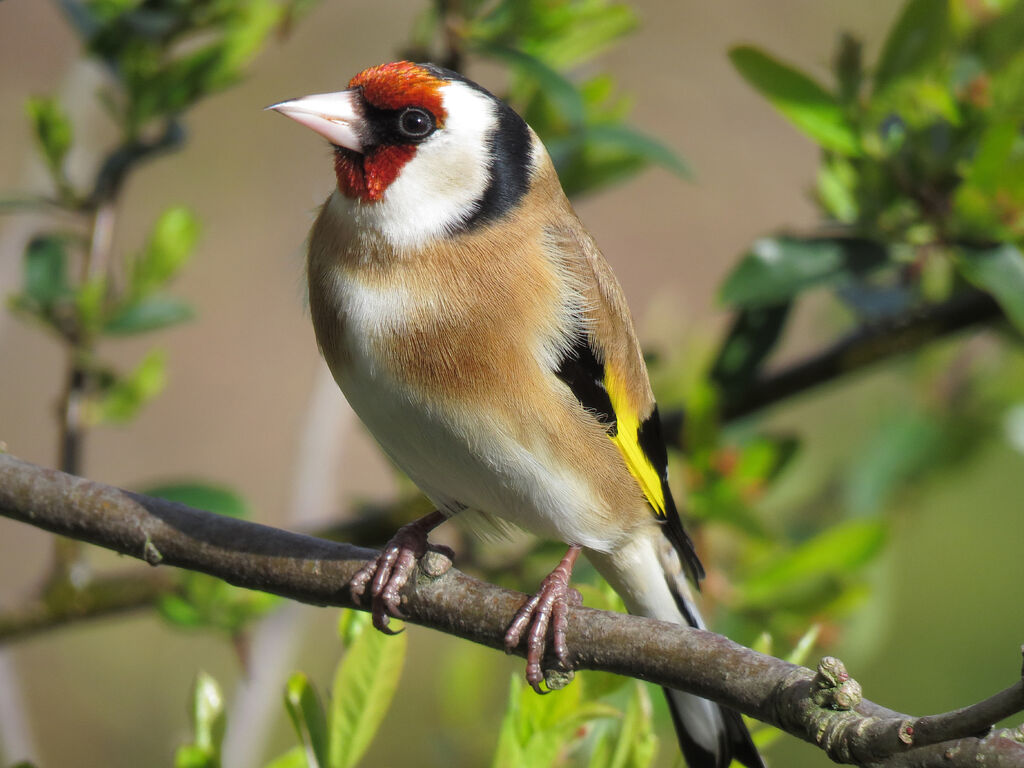 European Goldfinch