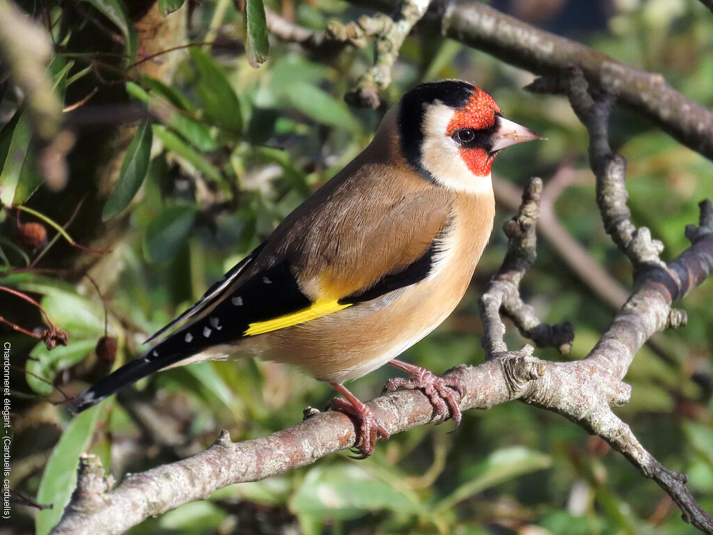 European Goldfinch