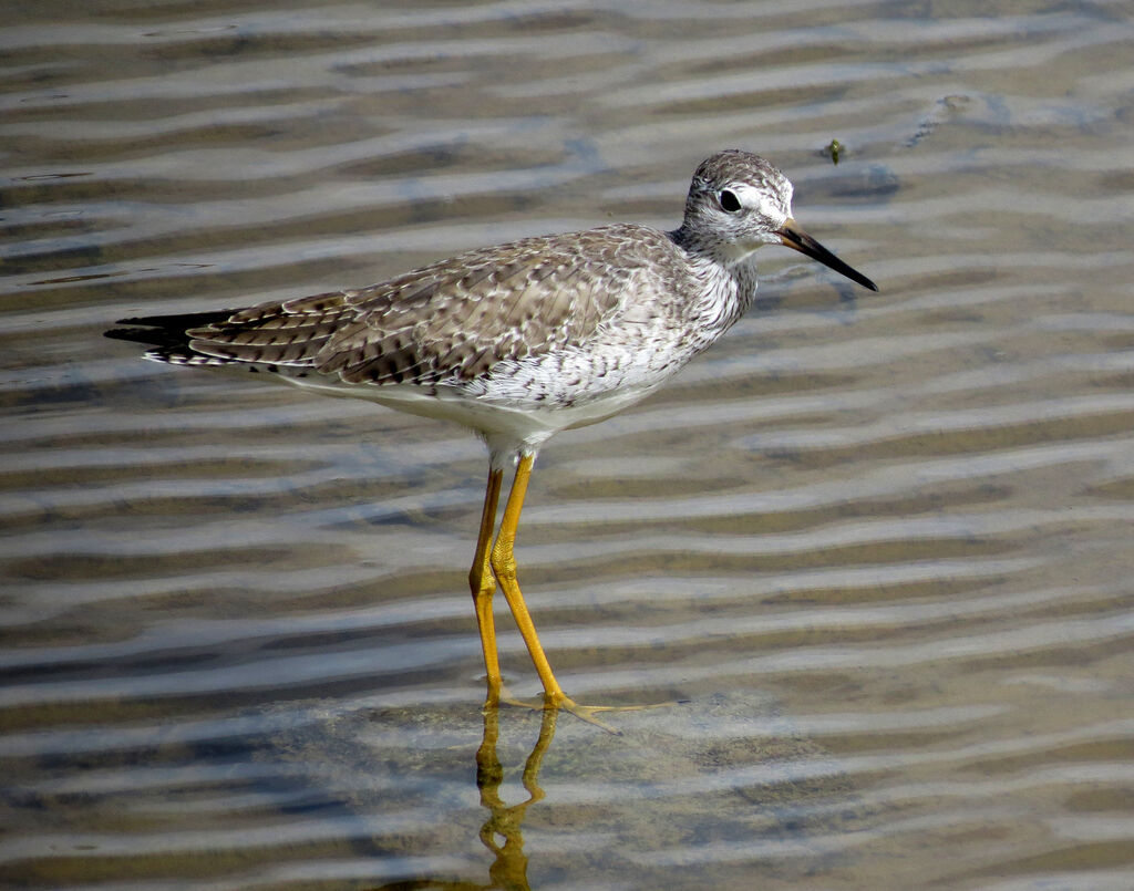 Lesser Yellowlegs