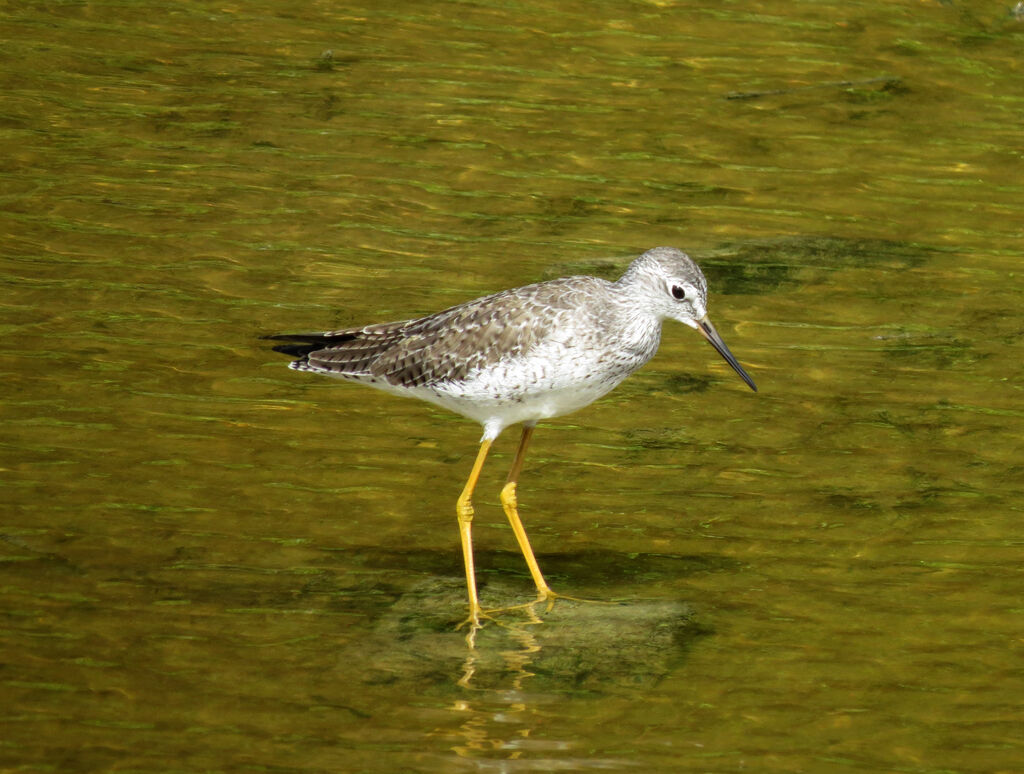 Lesser Yellowlegs