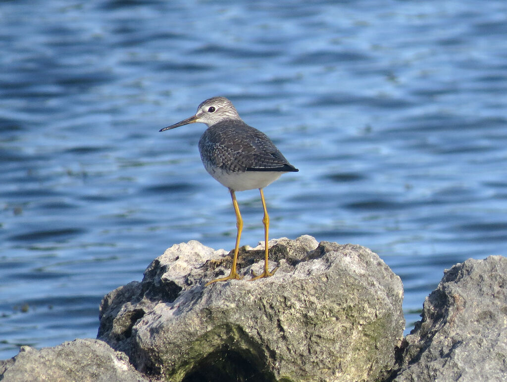 Lesser Yellowlegs