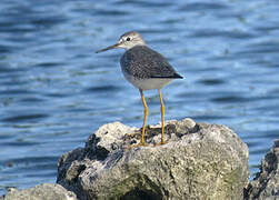 Lesser Yellowlegs