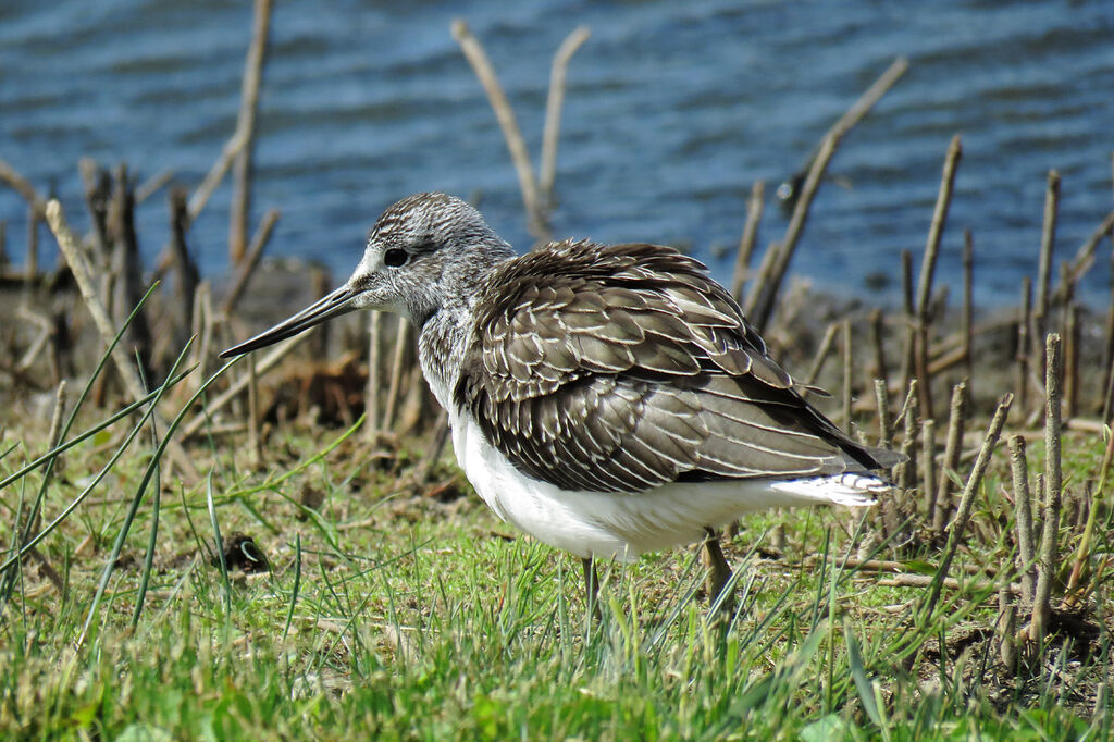 Common Greenshank