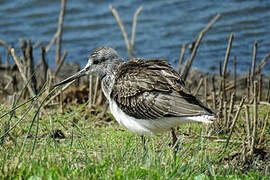 Common Greenshank