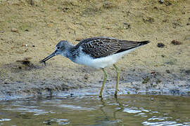 Common Greenshank