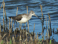 Common Greenshank