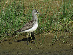 Common Greenshank