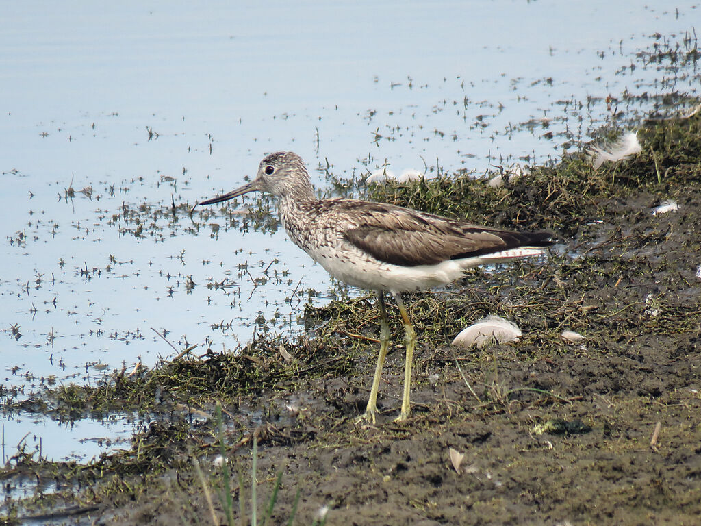 Common Greenshank