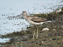 Common Greenshank