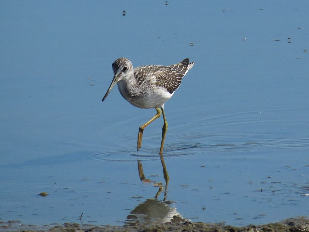 Common Greenshank