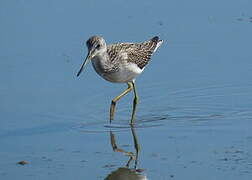 Common Greenshank