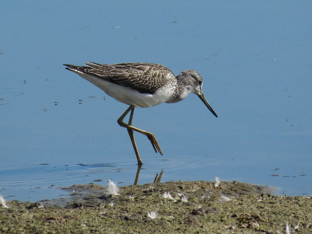 Common Greenshank