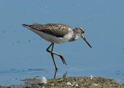 Common Greenshank