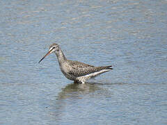 Spotted Redshank