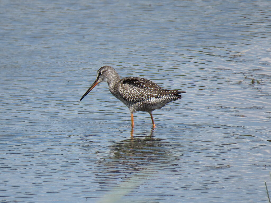 Spotted Redshank